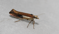 Ypsolopha parenthesella