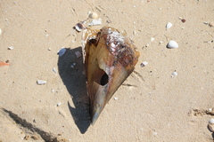 Pinnidae