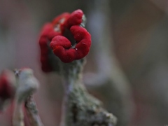 Cladonia