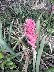Aechmea distichantha