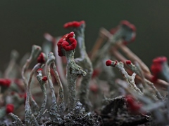Cladonia