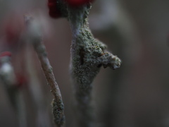 Cladonia