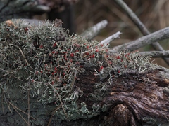 Cladonia