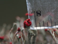 Cladonia