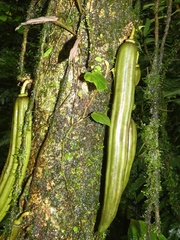 Parmentiera cereifera