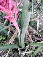 Aechmea distichantha