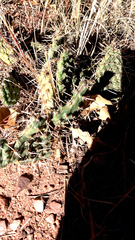 Opuntia fragilis