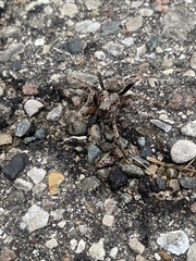 Araneus saevus