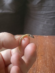 Sphaerodactylus millepunctatus