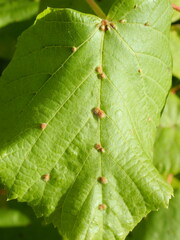 Eriophyes exilis