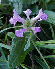 Betonica hirsuta