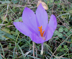 Crocus serotinus