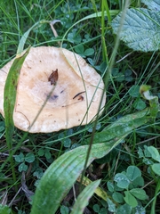 Lactarius pubescens
