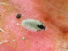 Entomophthorales