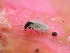 Entomophthorales