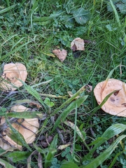 Lactarius pubescens