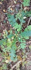 Carduus crispus