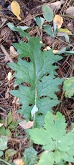 Carduus crispus