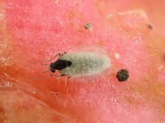 Entomophthorales