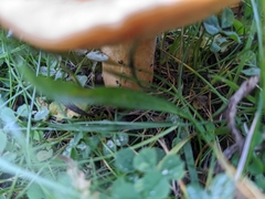 Lactarius pubescens