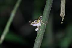 Polypedates otilophus