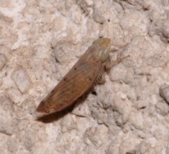 Synophropsis lauri