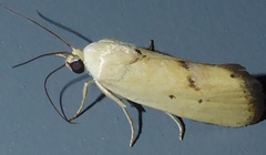 Ponometia tortricina