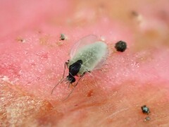 Entomophthorales