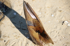 Pinnidae