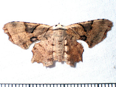 Epipleminae