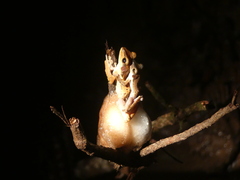 Polypedates macrotis