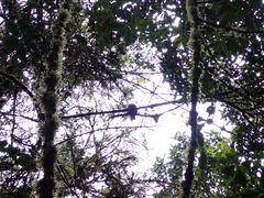 Trogon personatus