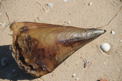 Pinnidae