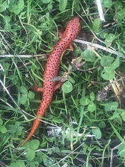 Pseudotriton ruber