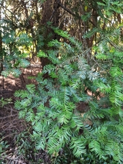 Prumnopitys ferruginea