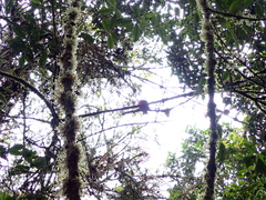 Trogon personatus