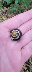 Cepaea nemoralis