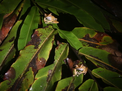 Polypedates otilophus