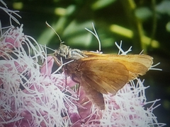 Polites themistocles