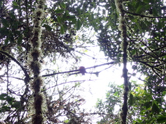 Trogon personatus