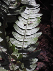Blechnum mochaenum