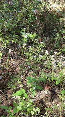 Torilis arvensis