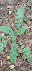 Carduus crispus