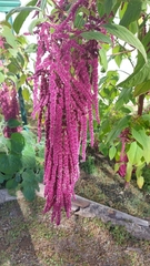 Amaranthus hybridus