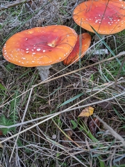 Amanita muscaria