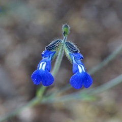 Salvia subincisa