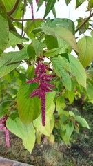 Amaranthus hybridus