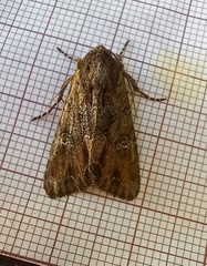 Mniotype occidentalis