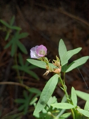 Sidalcea
