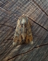 Mniotype occidentalis